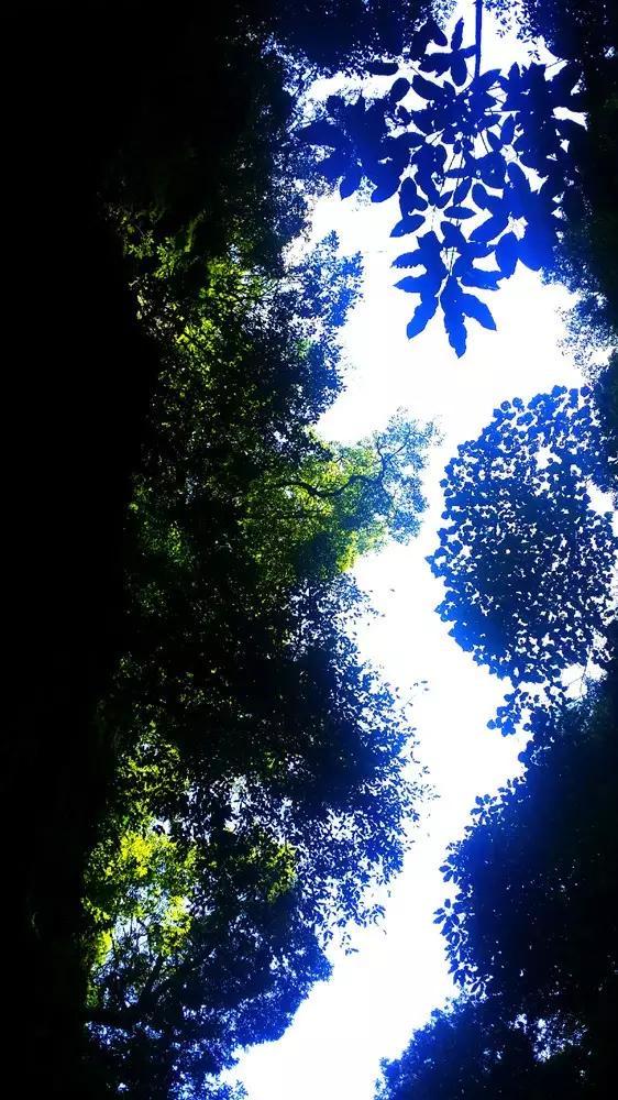 昆明青年花卉电商产业园开园